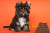 Шоколадный йорк, сука Exclusive Delissa Lovely Dog of Moravia