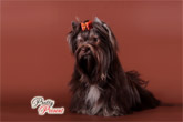 Шоколадный йорк, сука Exclusive Delissa Lovely Dog of Moravia